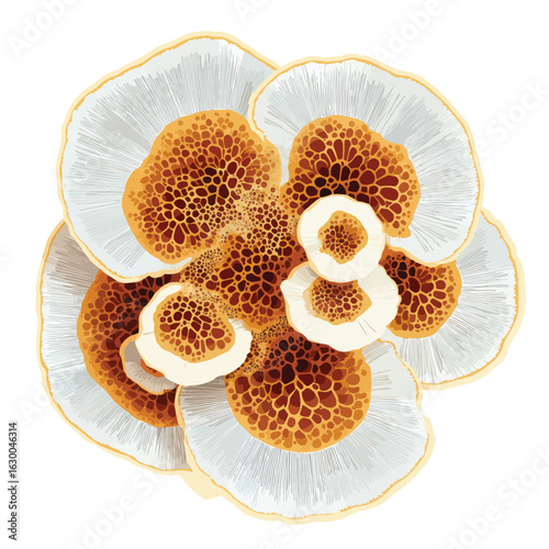File ID(s): 1630046314 - Original name(s): fungi mycelium network isolated in White Background, fungi mycelium network vector, Flat lay vector illustration