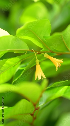 Close-up of yellow flowers and green leaves in a lush garden setting.