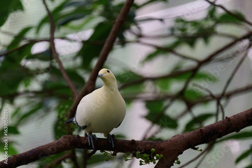 Photography Pied Imperial Pigeon (Ducula bicolor) perched on branch with blurred green backg