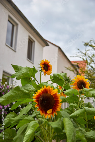 sun flowers in front of a house in a city street