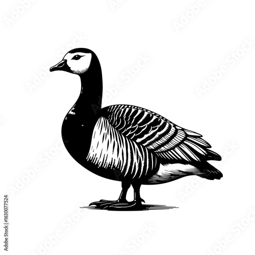 goose isolated on white background