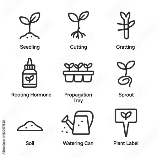 Plant Propagation Icons. Outline icon set of plant propagation methods: seedling, cutting, grafting, rooting