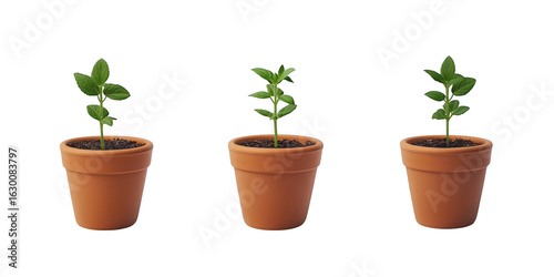 Three plants in pots illustration on transparent png background