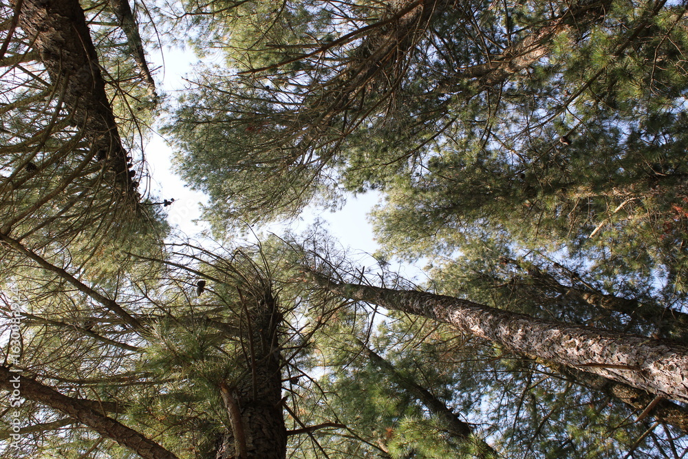 Fototapeta premium trees and sky