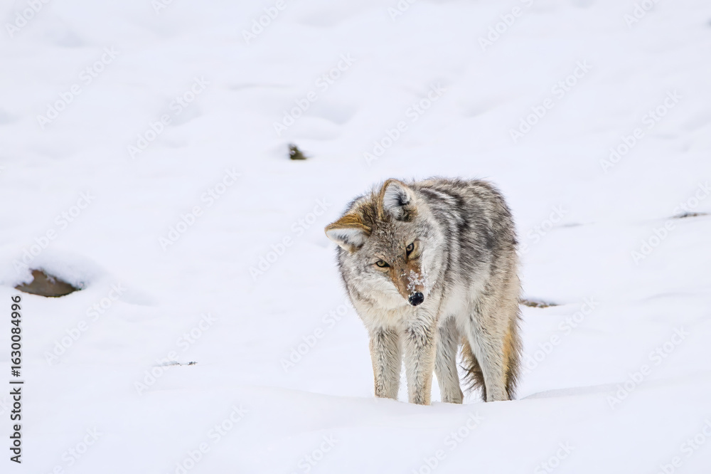 Fototapeta premium Coyote in Snowy Wilderness