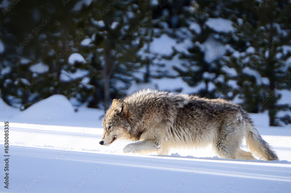 Naklejka premium Gray Wolf in Snowy Forest