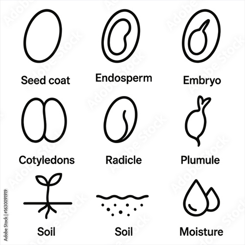 Seed Anatomy Icons. Outline icon set of seed anatomy: seed coat, endosperm, embryo, cotyledons, radicle,