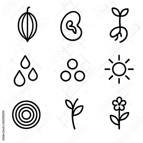 Seed Growth Icons. Outline icon set of seed development stages: seed pod, embryo, seedling, moisture,