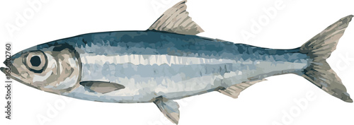 Vector watercolor realistic illustration of an anchovy fish