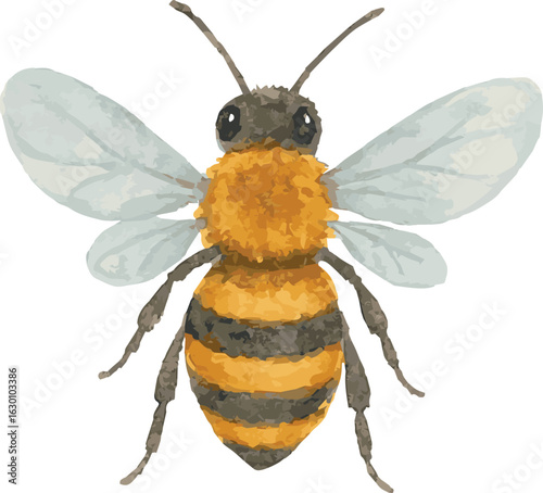Vector watercolor realistic illustration of a bee