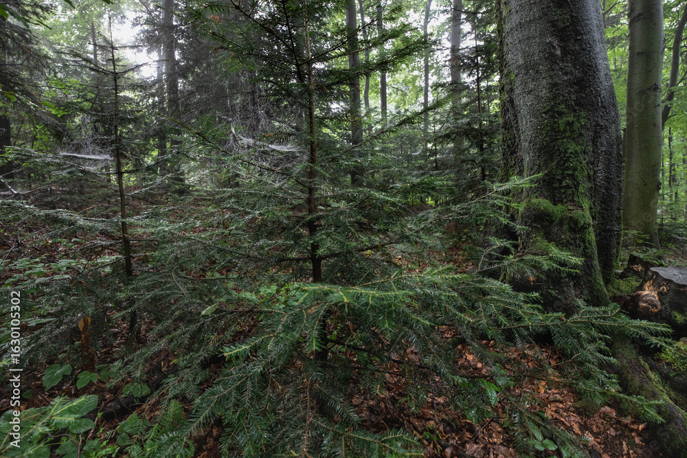 Obraz premium Misty forest with fir trees and cobwebs on a rainy summer day