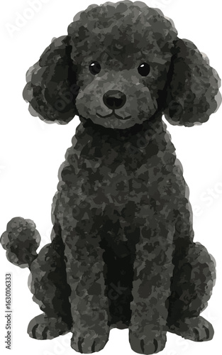 Vector watercolor realistic illustration of a black poodle dog