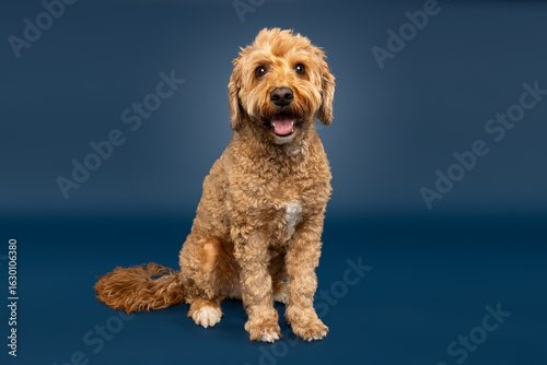 Labradoodle Sitting on Blue Background