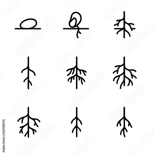 Root Growth Icon Set. vOutline icon set of root growth stages: seed germination, primary root emergence, lateral root development,