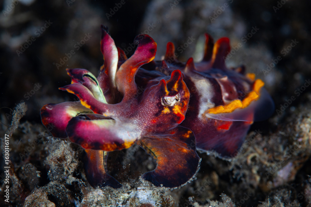 Obraz premium A young flamboyant cuttlefish, Ascarosepion pfefferi, crawls across the seafloor in Lembeh Strait, Indonesia. These rare and colorful cephalopods are thought to be venomous.