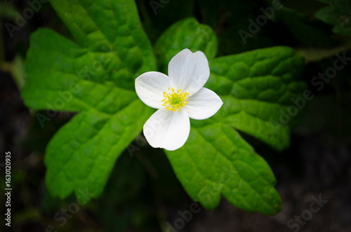 Single white flower on gree...