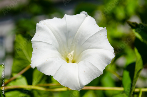 White morning glory flower ...