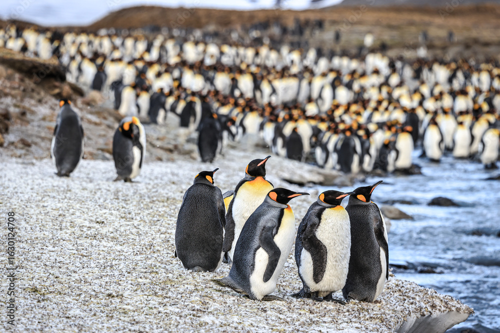 Obraz premium King Penguins at sunrise (Aptenodytes patagonicus), St Andrew's Bay, South Georgia