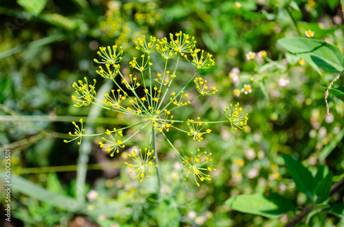 Golden yellow dill flowers bloom in a sunny garden