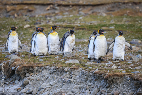 Obraz na plátně King Penguins (Aptenodytes patagonicus), St Andrew's Bay, South Georgia