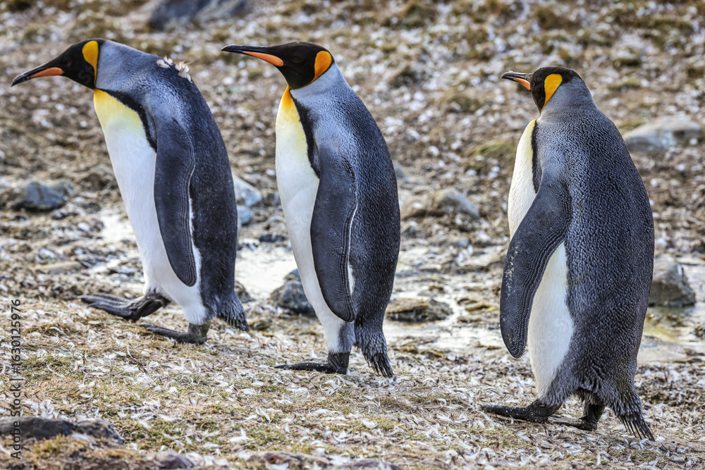 Fototapeta premium King Penguins (Aptenodytes patagonicus), St Andrew's Bay, South Georgia