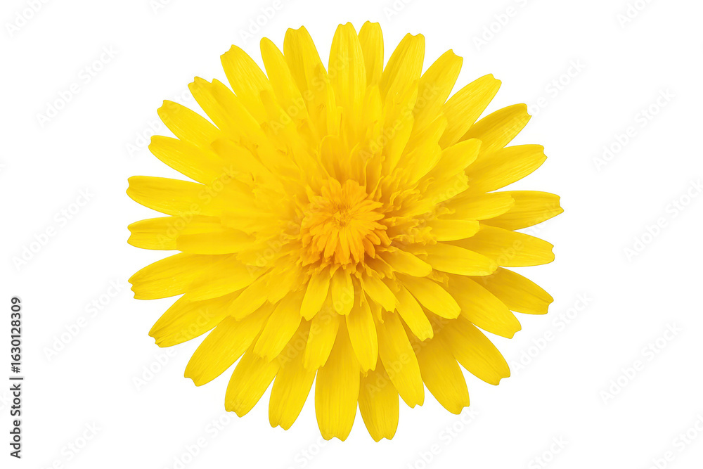 Yellow dandelion flower blooming, showcasing delicate petal structure and fuzzy center against transparent isolated background Yellow dandelion flower blooming, showcasing delicate petal structure and fuzzy center against transparent isolated background