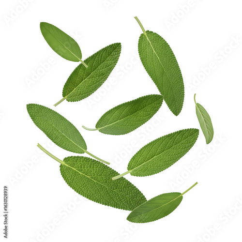 Sage leaves drifting alone on a white backdrop with a clipping path, salvia officinalis herb, complete depth of field

