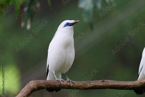 Photography Bali Myna (Leucopsar rothschildi) perched on wooden rail with blurred green background in Hong Kong
