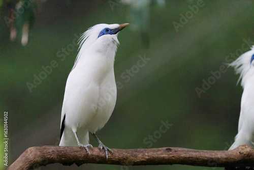 Photography Bali Myna (Leucopsar rothschildi) perched on wooden rail with blurred green background in Hong Kong