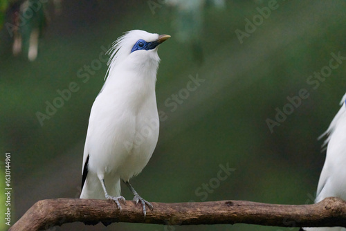 Photography Bali Myna (Leucopsar rothschildi) perched on wooden rail with blurred green background in Hong Kong