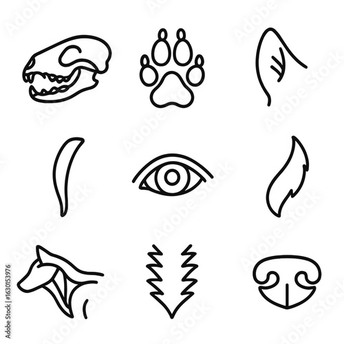 Wolf Anatomy Icons. Outline icon set of wolf anatomy: skull, paw, fang, ear, eye, tail silhouette, muscle outline, fur pattern,