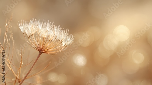 Delicate Dry Flower with Soft Golden Background and Bokeh Effect