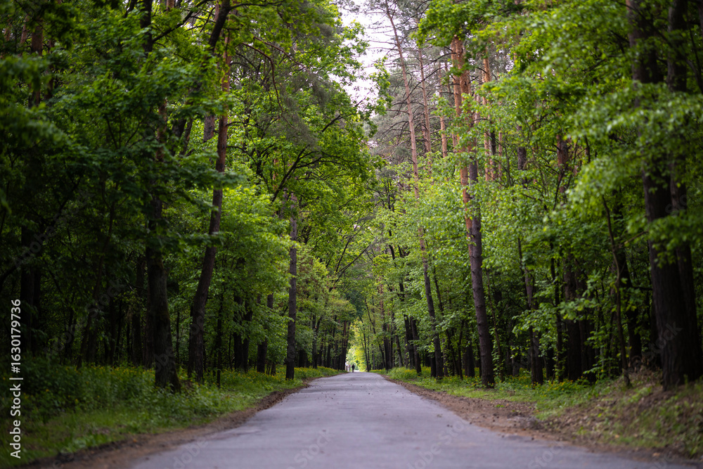 Obraz premium A quiet asphalt road winds through a dense green forest in the spring. The path is lined with tall trees. At the very end of the tunnel of trees, a figure of a walking man can be seen.