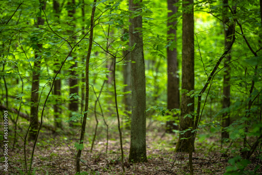Fototapeta premium Dense undergrowth of young broadleaf maple shoots on a forest floor. The thin saplings are surrounded by older, larger trees in the background.