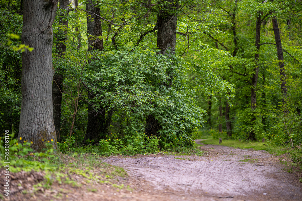 Fototapeta premium A winding dirt path curves through a dense summer forest of oak and elm trees in Kyiv, Ukraine. The scene is filled with lush green foliage.