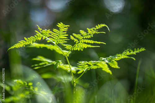 A vibrant green fern frond is illuminated by sunlight against a soft, out-of-...