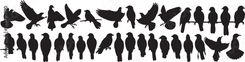 Collection of Bird Silhouettes in Various Poses birds, bird, birds, silhouette, avian, fowl, wildlife, nature, animal, collection, set, group, multiple, variety, different, poses, shapes, standing, pe