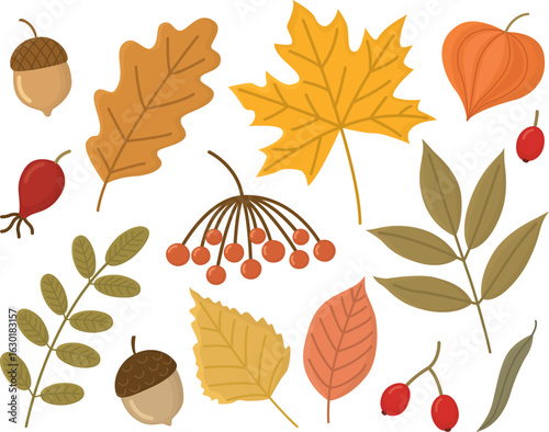 Set of cute autumn leaves, acorns and berries. Illustration of fall elements isolated on white background