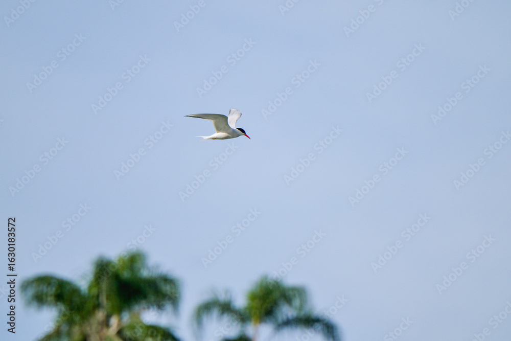 Obraz premium Trinta-réis-de-bico-vermelho pescando na praia do anil em Angra dos Reis, Rio de Janeiro, Brasil