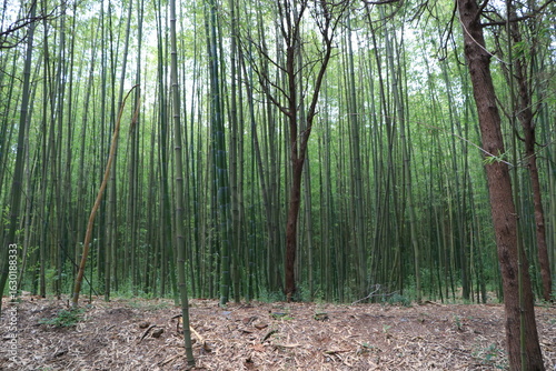 Serene Bamboo Forest in Natural Light