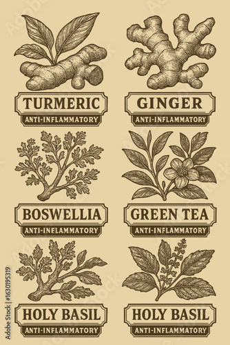 Vintage botanical illustration set of anti-inflammatory herbs including turmeric, ginger, boswellia, green tea, and holy basil—perfect for educational, herbal medicine, wellness, or product packaging 