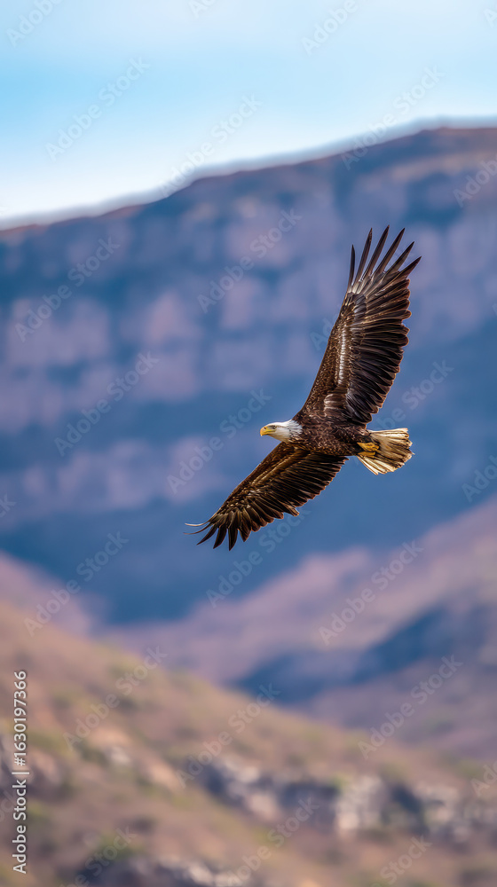 Obraz premium Eagle Soaring Above Mountain Range Soft Morning