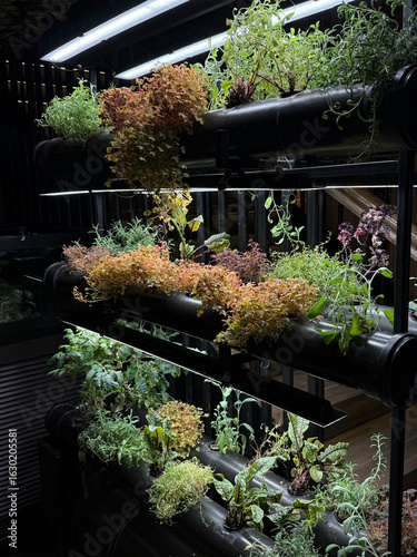Hydroponic indoor garden with edible plants and grow lights. Urban home farm concept. Handheld mobile photo, selective focus, non AI