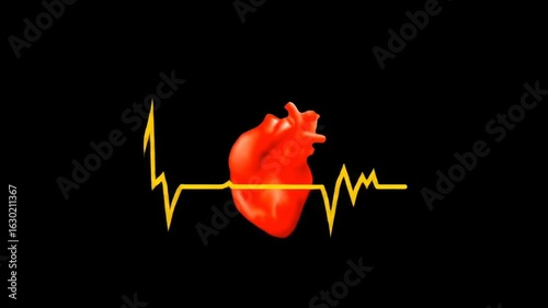 heart and heartbeat