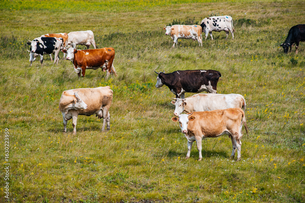 Fototapeta premium cows graze in a green field
