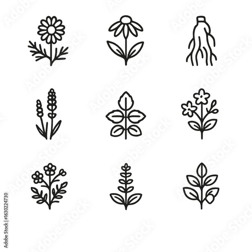 Medicinal Herbs Icons. Outline icon set of medicinal herbs: chamomile, echinacea, ginseng, lavender, lemon balm, St. John’s wort,