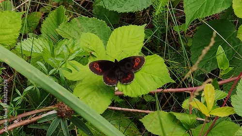 Górówka medea na zielonych liściach, ciemnobrązowy motyl z czerwonymi oczkami w naturalnym środowisku