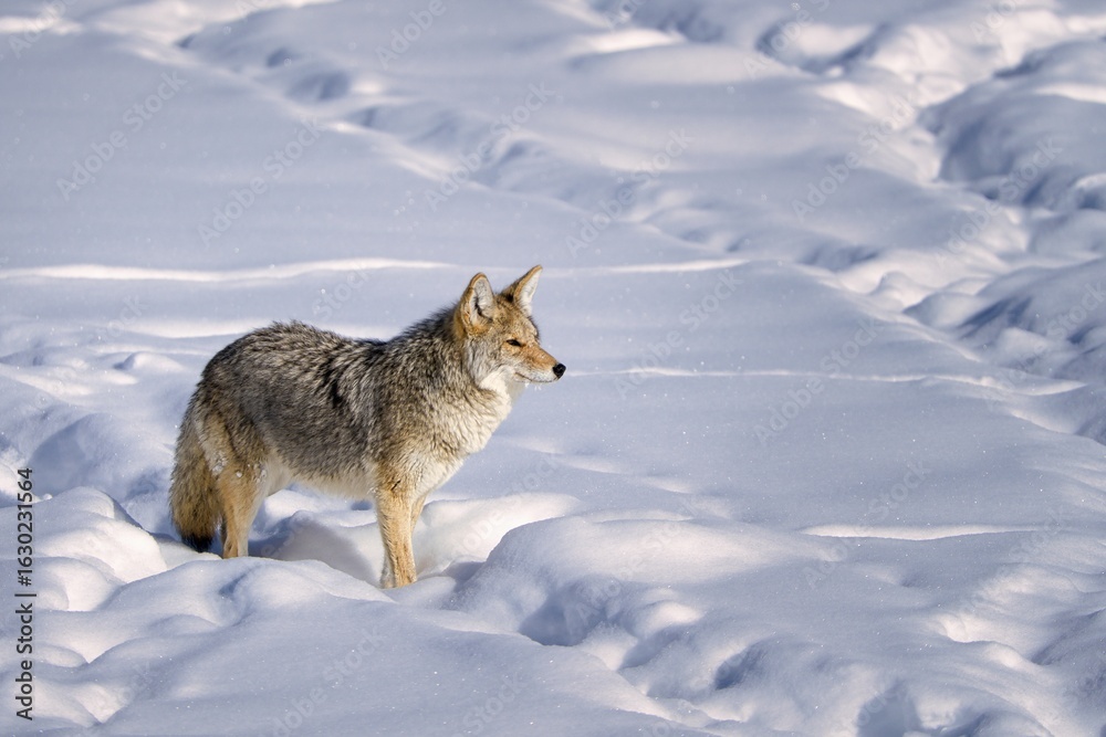 Obraz premium Coyote in Snowy Wilderness