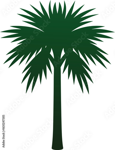 Dwarf palmetto tree isolated on white background, tropical plant, green palm leaves, nature, botanical, small palm, landscaping, exotic, foliage, greenery, garden, outdoor, tropical flora