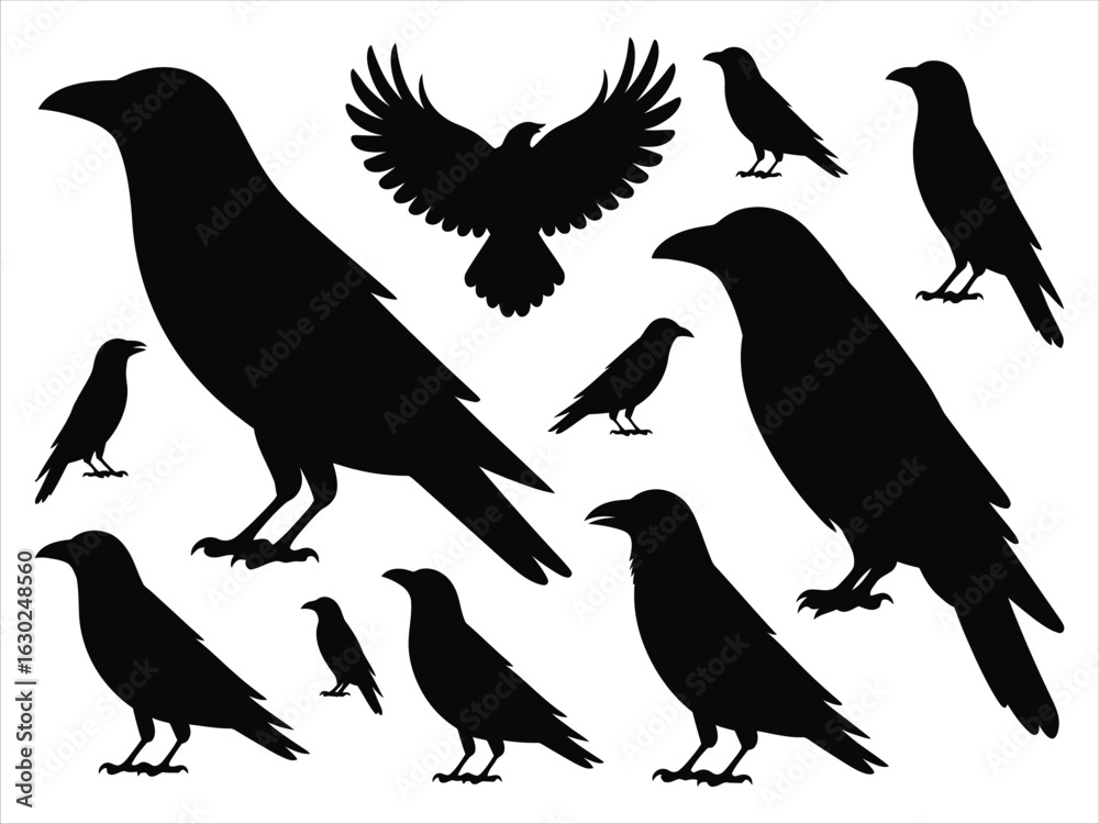 Fototapeta premium Vector collection of crow and raven silhouettes. Set of black birds in different poses, isolated on a white background.